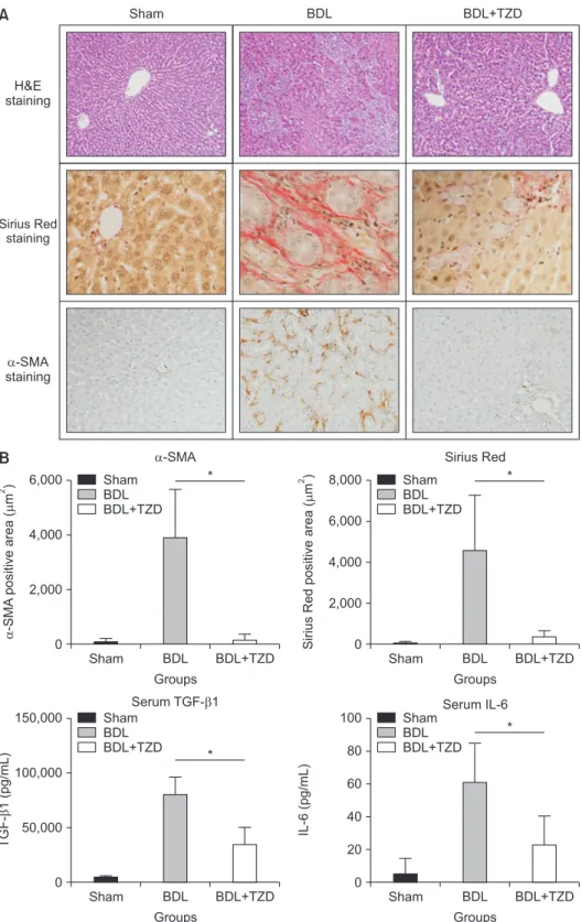 Fig. 1. Liver fibrosis following BDL was attenuated in BDL+TZD rats. (A) Representative stained liver sections in  sham, BDL, and BDL+TZD groups, stained using H&amp;E (original magnification, ×10) and fibrosis assessment using  Sirius Red staining (origin