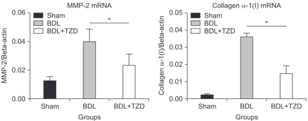 Fig. 2. Quantification of hepatic MMP-2 and collagen α-1(I) gene expression by qPCR in sham, BDL, and BDL+TZD  rat groups; Expression of hepatic MMP-2 and collagen α-1(I) mRNAs are down-regulated in BDL+TZD rats