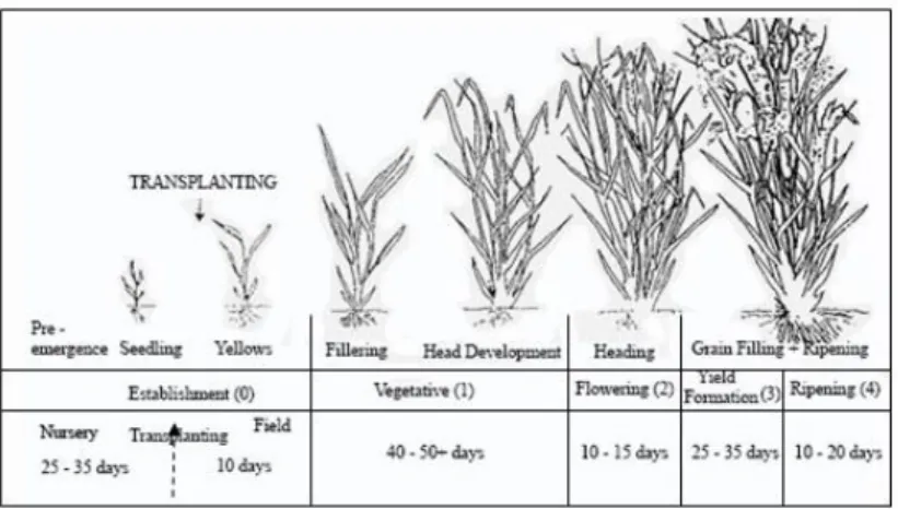 Gambar 1.  Fase pertumbuhan tanaman padi (Doorenbos dan Kassam, 1979) 