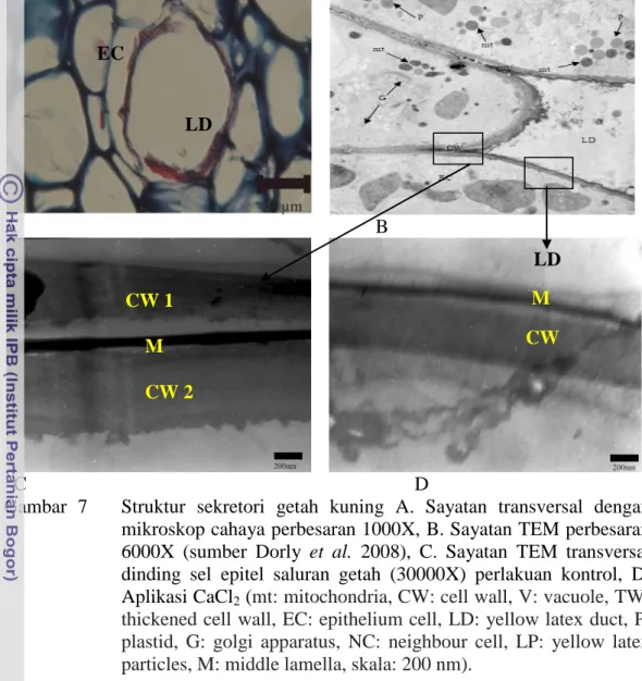Gambar  7      Struktur  sekretori  getah  kuning  A.  Sayatan  transversal  dengan  mikroskop cahaya perbesaran 1000X, B