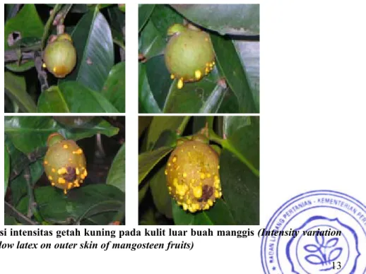 Gambar 2.  Variasi intensitas getah kuning pada kulit luar buah manggis (Intensity variation  of yellow latex on outer skin of mangosteen fruits)