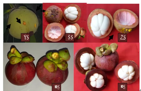 Gambar 4.1. Keadaan getah kuning pada buah manggis setelah perlakuan pupuk kalium dan  ekstrak  rumput  laut