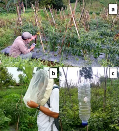 Gambar  1.  Teknik  pengambilan  sampel  (a)  secara  langsung  dengan  kuas  atau  tangan; (2) jaring serangga; dan  (3)  perangkap  dengan  feromon  untuk  lalat buah 