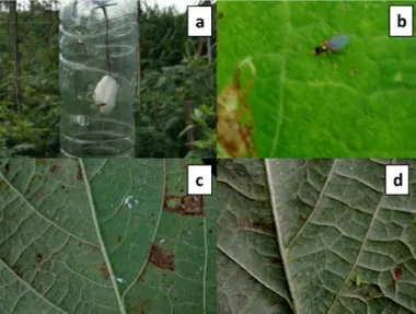 Gambar  2.  Beberapa  jenis  serangga  hama  yang  dijumpai  pada  tanaman  cabai  di Kec