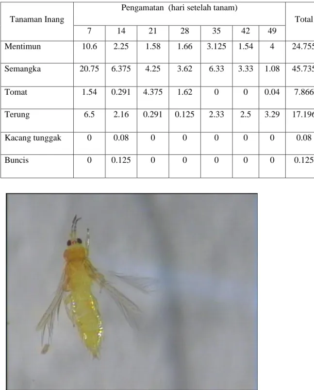 Gambar 1. Thrips palmi Karny 
