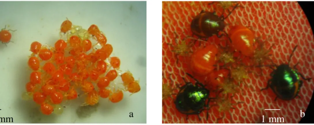 Gambar 10  Chrysocoris javanus instar 1 (a) dan instar 2 (b) 