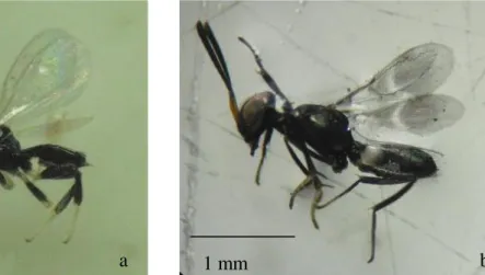 Gambar 12   Imago Anastatus sp.  jantan (a) dan betina (b)     