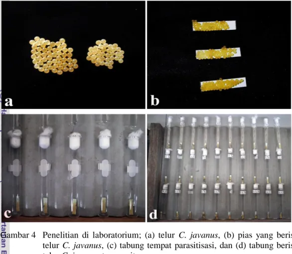 Gambar 4  Penelitian  di  laboratorium;  (a)  telur  C.  javanus,  (b)  pias  yang  berisi  telur  C