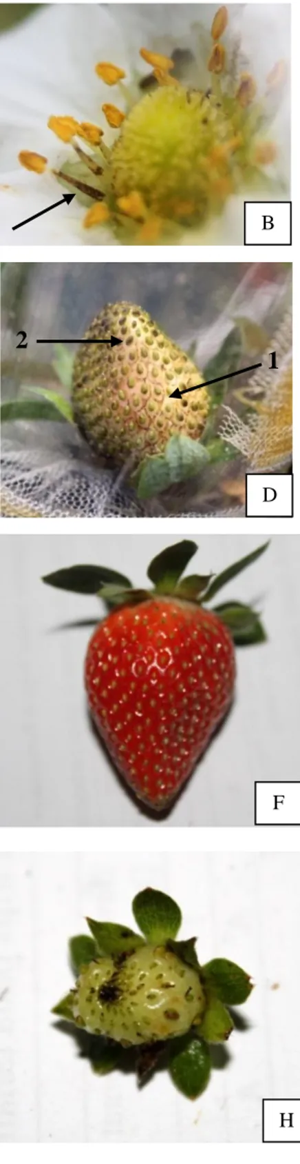 Gambar 10   Gejala serangan F. intonsa pada bunga dan buah stroberi: (A) bercak  cokelat  pada  mahkota  bunga  stroberi,  (B)  bercak  cokelat  pada  tangkai  sari,  (C)  bercak  cokelat  pada  pangkal  kelopak  bunga,  (D)  burik disekitar biji pada buah