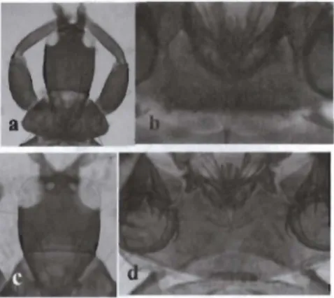 Gambar  2  Kepala  dan  Prosternal  Basantra  (a,b)  Nesothrips  lativentris,  (c,d)  Haplothrips  go  wdeyi 