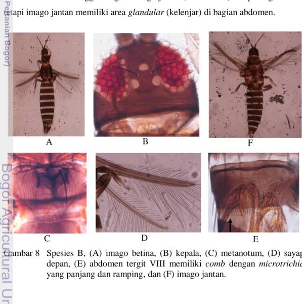 Gambar 8   Spesies  B,  (A)  imago  betina,  (B)  kepala,  (C)  metanotum,  (D)  sayap  depan,  (E)  abdomen  tergit  VIII  memiliki  comb  dengan  microtrichia  yang panjang dan ramping, dan (F) imago jantan