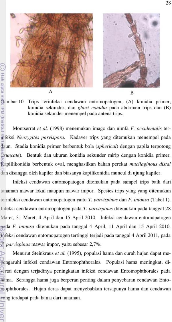 Gambar 10  Trips  terinfeksi  cendawan  entomopatogen,  (A)  konidia  primer,  konidia  sekunder,  dan  ghost  conidia  pada  abdomen  trips  dan  (B)  konidia sekunder menempel pada antena trips