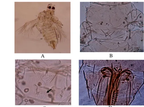 Gambar 3  Thrips palmi, (A) imago betina, (B) pronotum, (C) metanotum dengan  campaniform sensilla, dan (D) abdomen tergit VIII