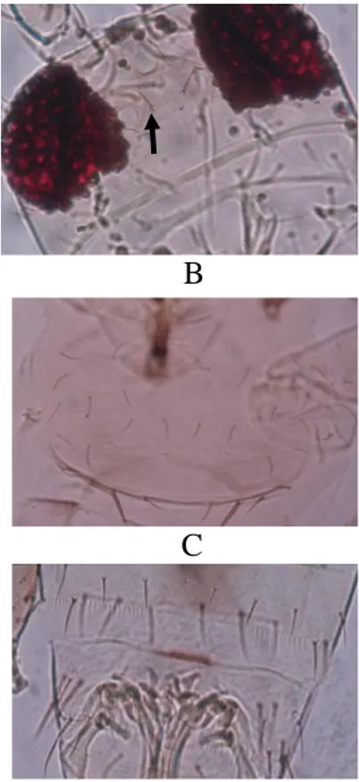Gambar 4  Scirtothrips dorsalis, (A) imago betina, (B) kepala, (C) pronotum, (D)  sayap depan, dan (E) abdomen tergit VIII