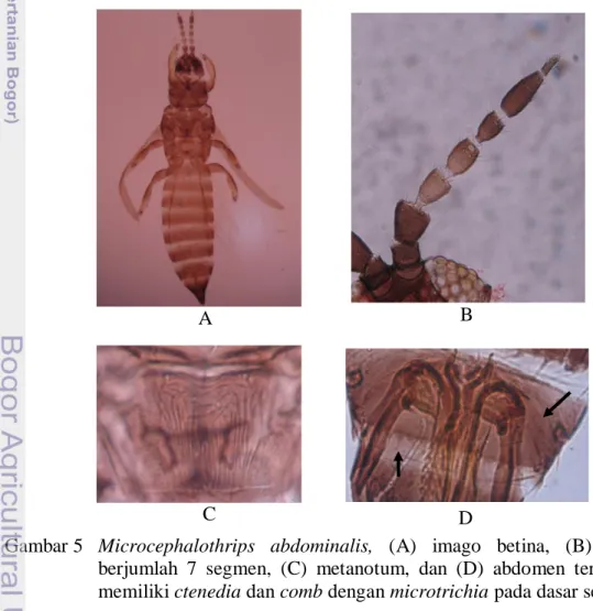 Gambar 5  Microcephalothrips  abdominalis,  (A)  imago  betina,  (B)  antena  berjumlah  7  segmen,  (C)  metanotum,  dan  (D)  abdomen  tergit  VIII  memiliki ctenedia dan comb dengan microtrichia pada dasar segitiga