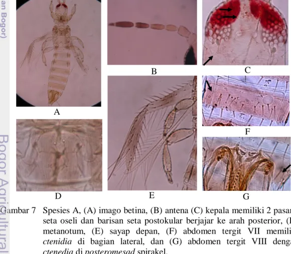 Gambar 7   Spesies A, (A) imago betina, (B) antena (C) kepala memiliki 2 pasang  seta  oseli  dan  barisan  seta  postokular  berjajar  ke  arah  posterior,  (D)  metanotum,  (E)  sayap  depan,  (F)  abdomen  tergit  VII  memiliki  ctenidia  di  bagian  la