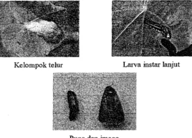 Gambar 2. Telur,  larva, pupa, dan imago S.  Utura 