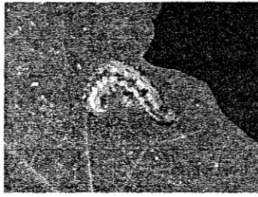 Gambar 3.  Larva H.  armigera 