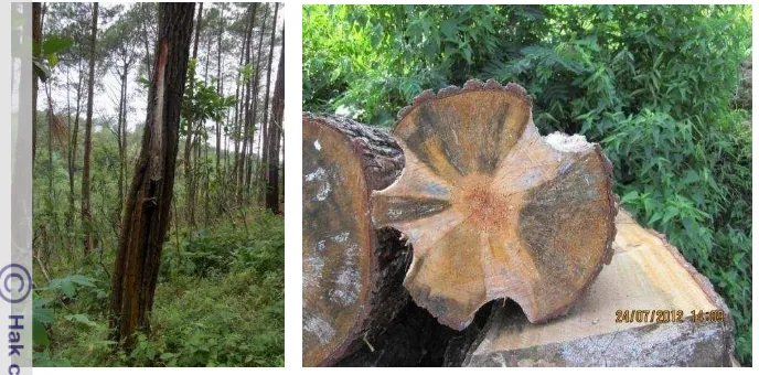 Gambar 1  Kerusakan pohon pinus akibat pembuatan quarre berlebihan dan 