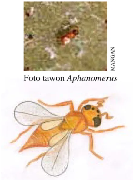 Gambar tawon Aphanomerus