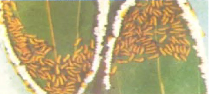 Gambar 4. Ulat Cricula trifenestrata instar 3 menyerang daun tuaGambar 3. Ulat Cricula trifenestrata yang baru menetes