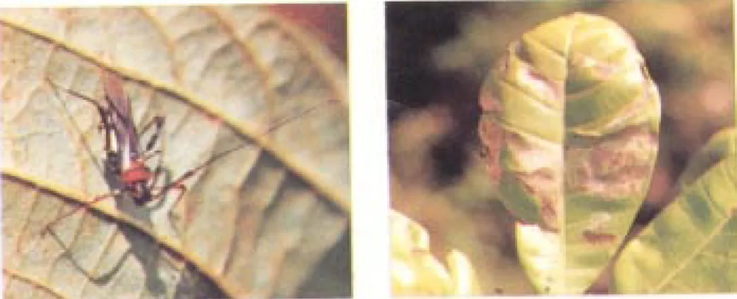 Gambar 8. Imago Helopeltis Ganmbar 9. Gejala serangan awal pengorok daun, Acrocercops syngramma
