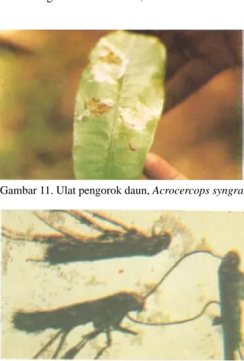 Gambar 12. Imago pengorok daun, Acrocercops syngrammaGambar 11. Ulat pengorok daun, Acrocercops syngramma