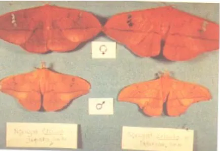 Gambar 2. Telur Cricula trifenestrata