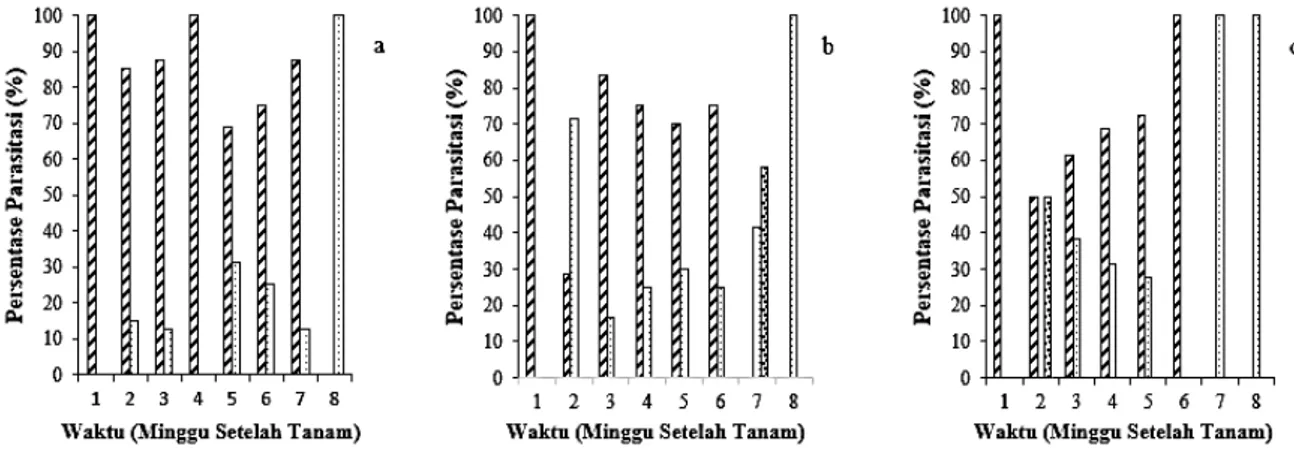 Gambar 1. Persentase Telur P. xylostella Terparasit oleh Trichogrammatoidea bactrae P