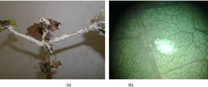 Gambar 1. Kelompok Pseudococcus sp yang dipelihara pada tanaman jarak pagar (a), dan  Pseudococcous hidup yang  lapisan lilinnya telah dihilangkan (b) 