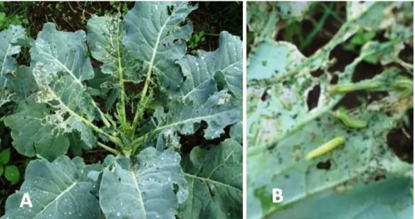 Gambar 1. Gejala disebabkan oleh C. binotalis pada tanaman brokoli. (A) Gejala dan (B) Larva C