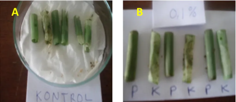 Tabel 1. Penghambatan makan Spodoptera exigua instar III dengan metode pakan pilihan