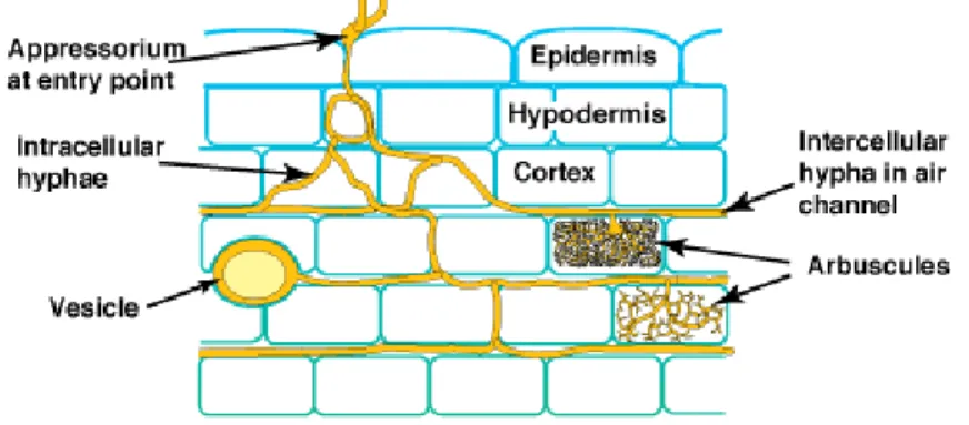 Gambar 1.  Ilustrasi struktur FMA pada jaringan akar tanaman            (Brundrett, 2008)