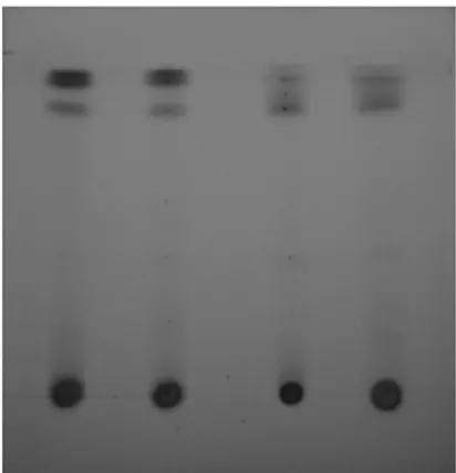 Tabel 1.  Faktor retensi komponen ekstrak T. vogelii pada pelat TLC gel silika  Jenis ekstrak               Faktor retensi (Rf) 