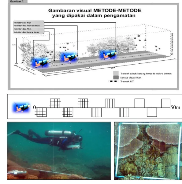 Gambar 11  Metode  pengambilan data karang dengan transek kuadrat c.  Pengamatan  Acanthaster planci