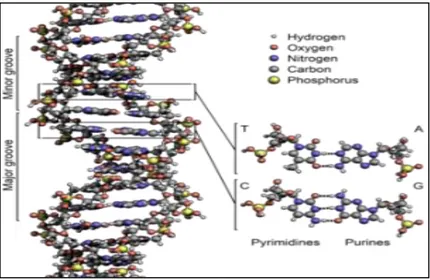 Gambar 2.1. Molekul DNA  (http://en.wikipedia.org/wiki/DNA)  2)  Tingkat Sel 