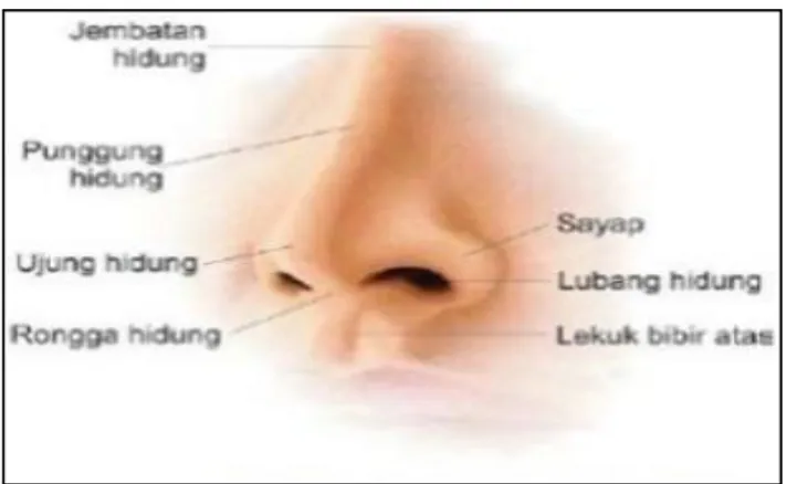 Gambar 2.4 Organ hidung 