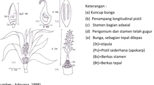 Gambar 6. Bagian-bagian bunga cempaka (Michelia champaca L.) 