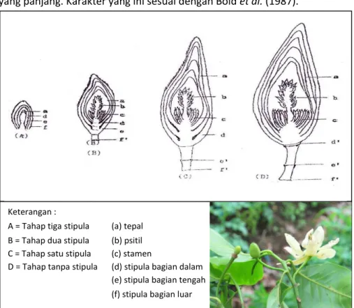 Gambar 1. Morfologi perkembangan bunga cempaka 