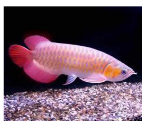 Gambar 2.5 Contoh Pisces (ikan) 