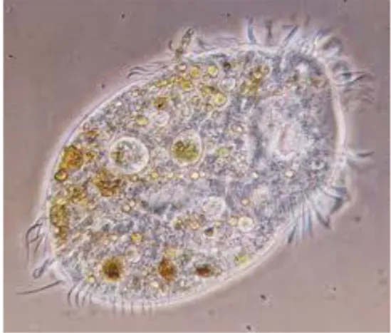Gambar 2.10  Contoh Protozoa  - Bersifat mikrokopis 