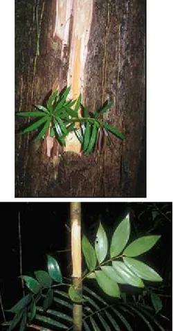 Gambar 3. Podocarpus neriifolius, (atas) dan  Nageia  wallichiana (bawah) 