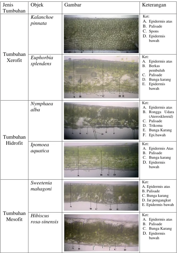 Gambar 4.1 Sayatan Melintang Daun Tumbuhan Xerofit, Mesofit, dan Hidrofit  Sumber : Dokumentasi pribadi, 2014 