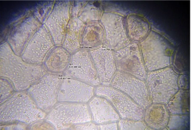 Gambar 4.3 Epidermis Bawah Nymphaea alba 