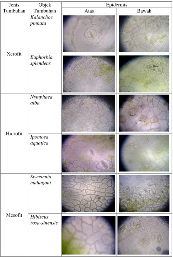 Gambar 4.2 Hasil Sayatan Membujur Epidermis Atas dan Bawah Tumbuhan  Xerofit, Mesofit, dan Hidrofit 