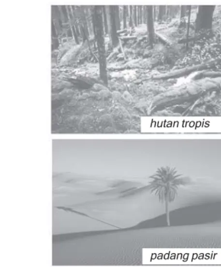 Gambar beberapa tipe ekosistem (searah jarum jam) yaitu taiga, padang rumput, hutan tropis, dan padang pasir.
