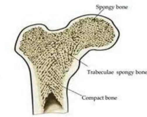 Gambar 2.1. Tulang kortikal (compact) dan tulang trabekular (spongi) pada  tulang femur (Bankoff, 2007)