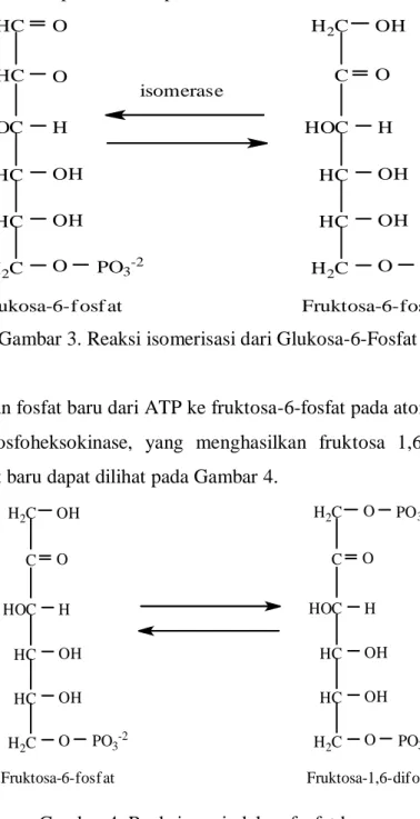 Gambar 3. Reaksi isomerisasi dari Glukosa-6-Fosfat 