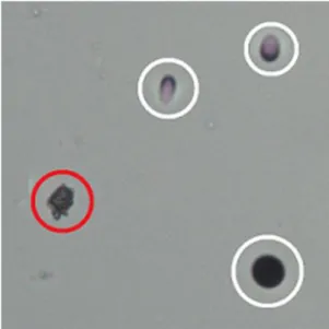 Gambar  5 Hasil  pembacaan  jejak  radon    menggunakan mikroskop  dengan  perbesaran  400x, lingkaran putih  adalah  jejak  dari  radon  sedangkan lingkaran merah adalah noise.