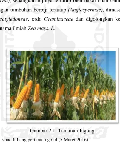Gambar 2.1. Tanaman Jagung  Sumber : http://nad.litbang.pertanian.go.id (5 Maret 2016) 